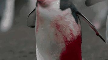 大卫爱登堡60年,大卫爱登堡中国