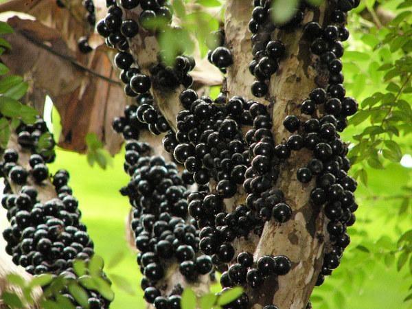 阿刚美食记,阿刚美食家常菜