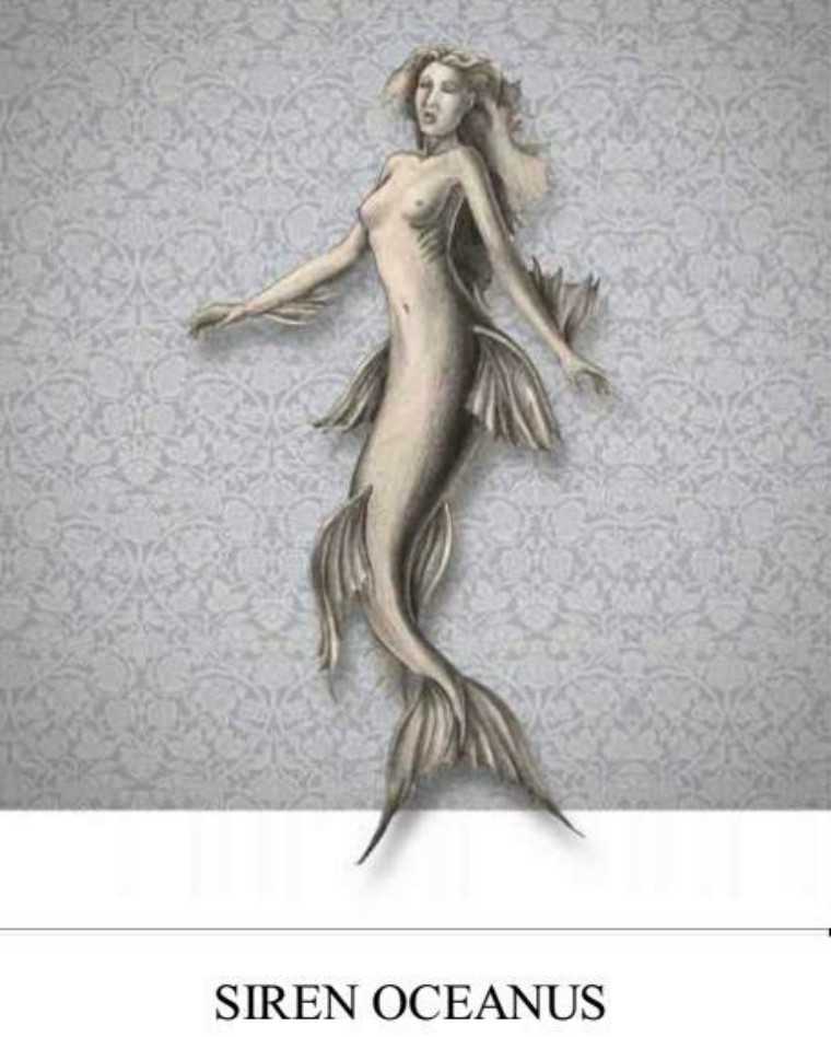 关于解剖美人鱼的电影解说,解剖美人鱼成功视频