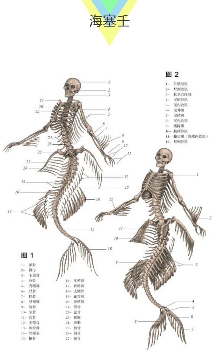 关于解剖美人鱼的电影解说,解剖美人鱼成功视频