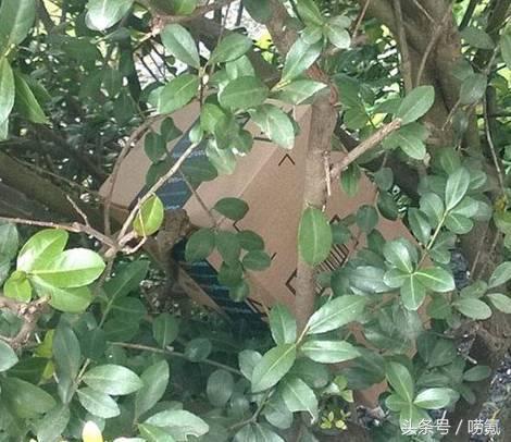 各国快递对比搞笑,国外快递跟国内对比