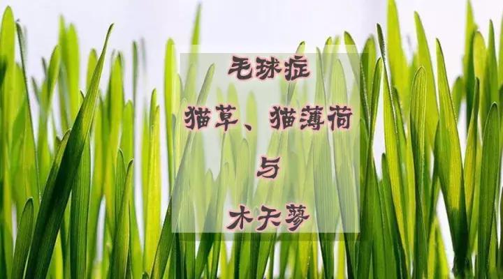 猫咪毛球症，猫草，猫薄荷与木天蓼