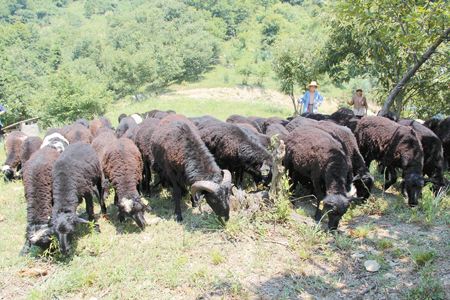 乌骨羊放养,乌骨羊养殖配方