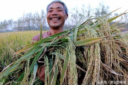 海水稻收获,海水稻后续