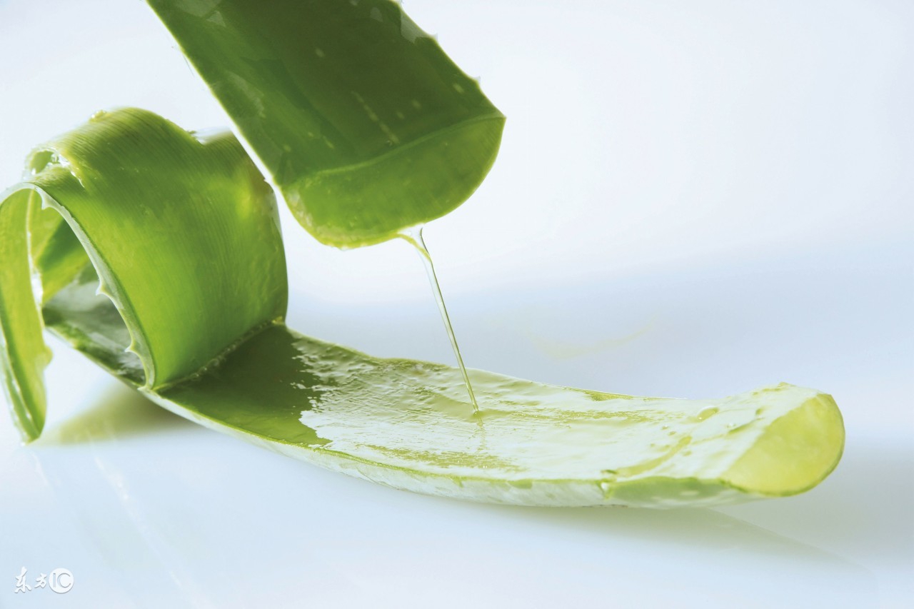 芦荟美容妙处多,芦荟养生保健作用与方法