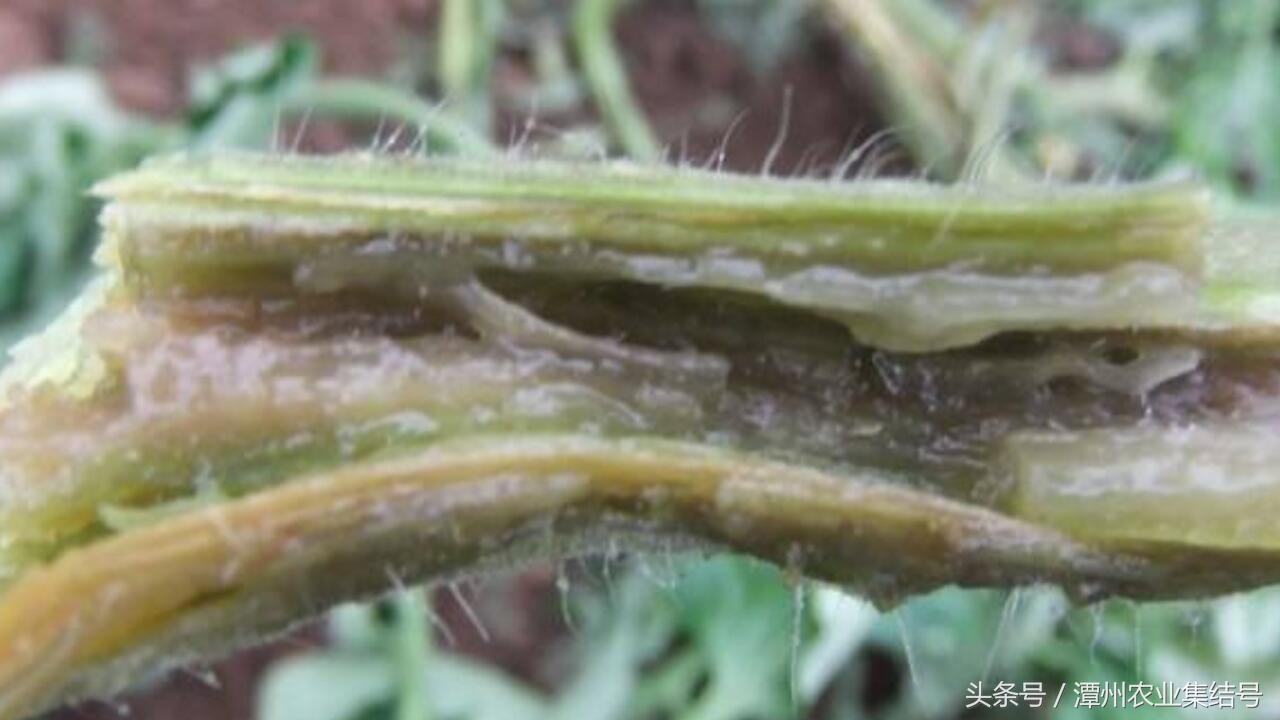 番茄细菌性髓部坏死病,番茄细菌性髓部坏死怎样防治