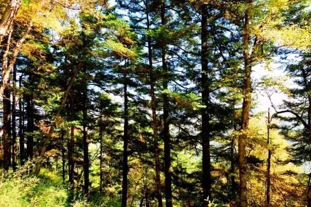 板栗树林旅游攻略,陕西板栗之乡风景图