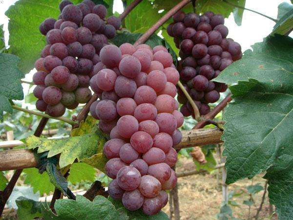 沈阳营地微度假旅游目的地,沈阳休闲度假旅游