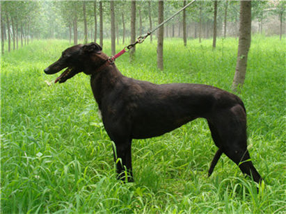 挑选小格力犬的方法和技巧是什么,如何挑选一只纯种格力犬幼犬