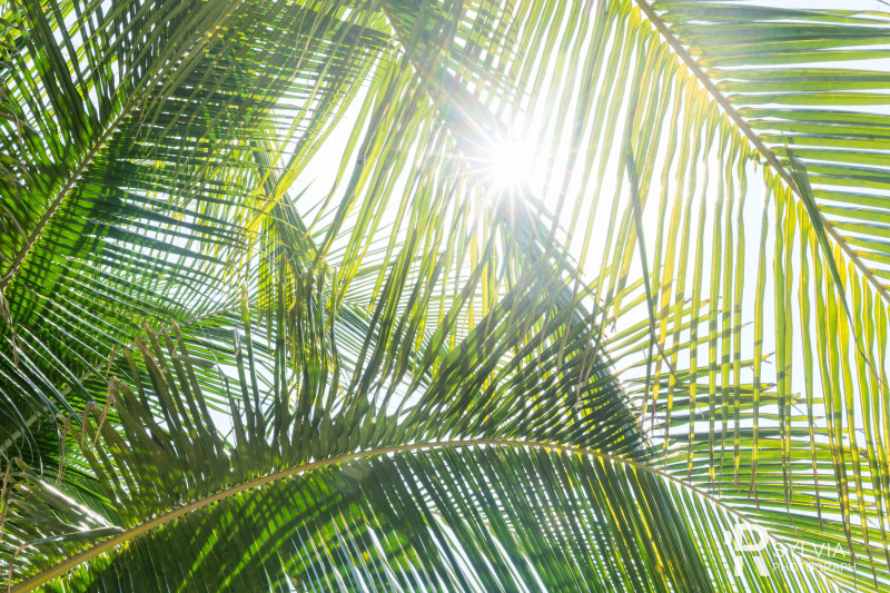 春节去三亚避寒攻略,冬天来三亚避寒