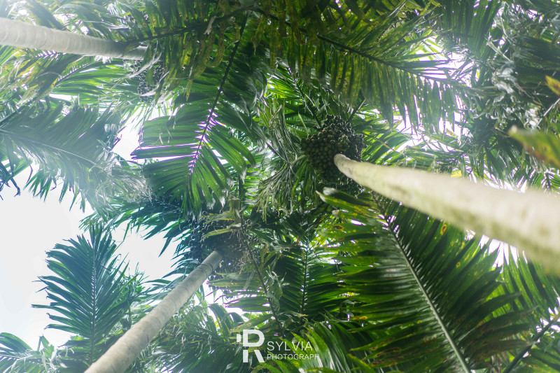 春节去三亚避寒攻略,冬天来三亚避寒