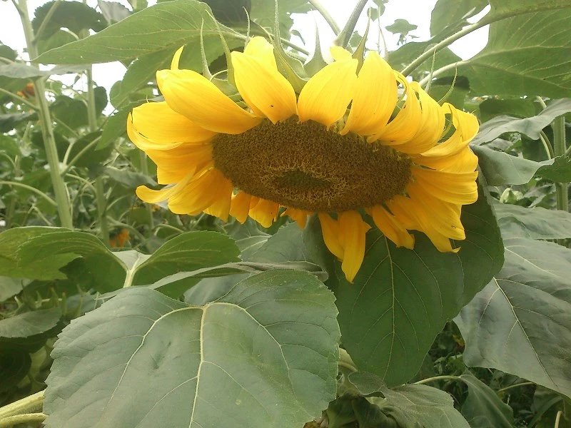 郫都区附近的农家乐和休闲农庄,郫都妈妈农庄照片