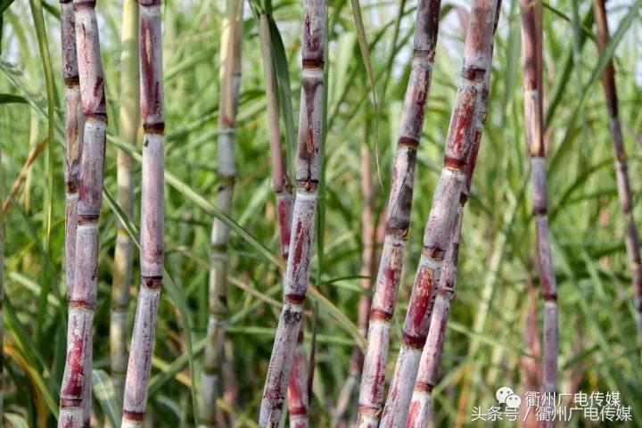 衢州这个地方，连空气都是甜甜的！