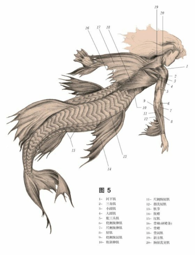 关于解剖美人鱼的电影解说,解剖美人鱼成功视频