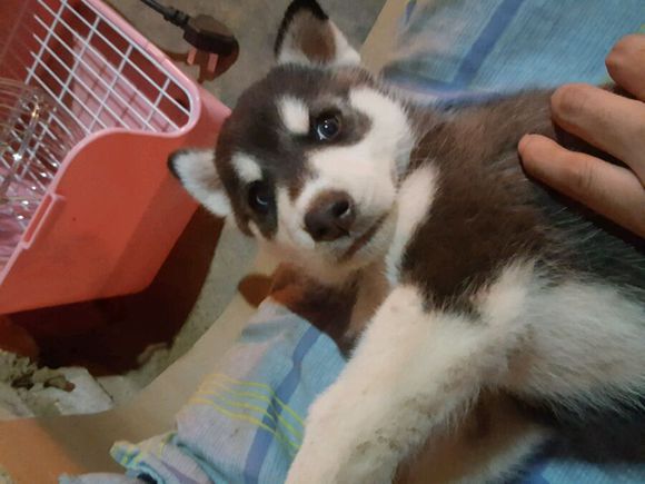 男子花600买了一只哈士奇,网友看之后调侃道:这是二哈的祖宗