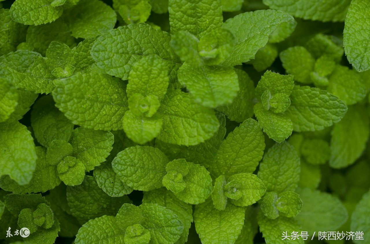 风热感冒吃什么好得快,风热感冒吃什么最快