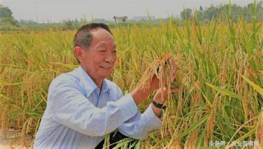 海水稻收获,海水稻后续