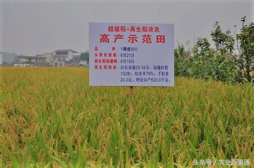 海水稻收获,海水稻后续