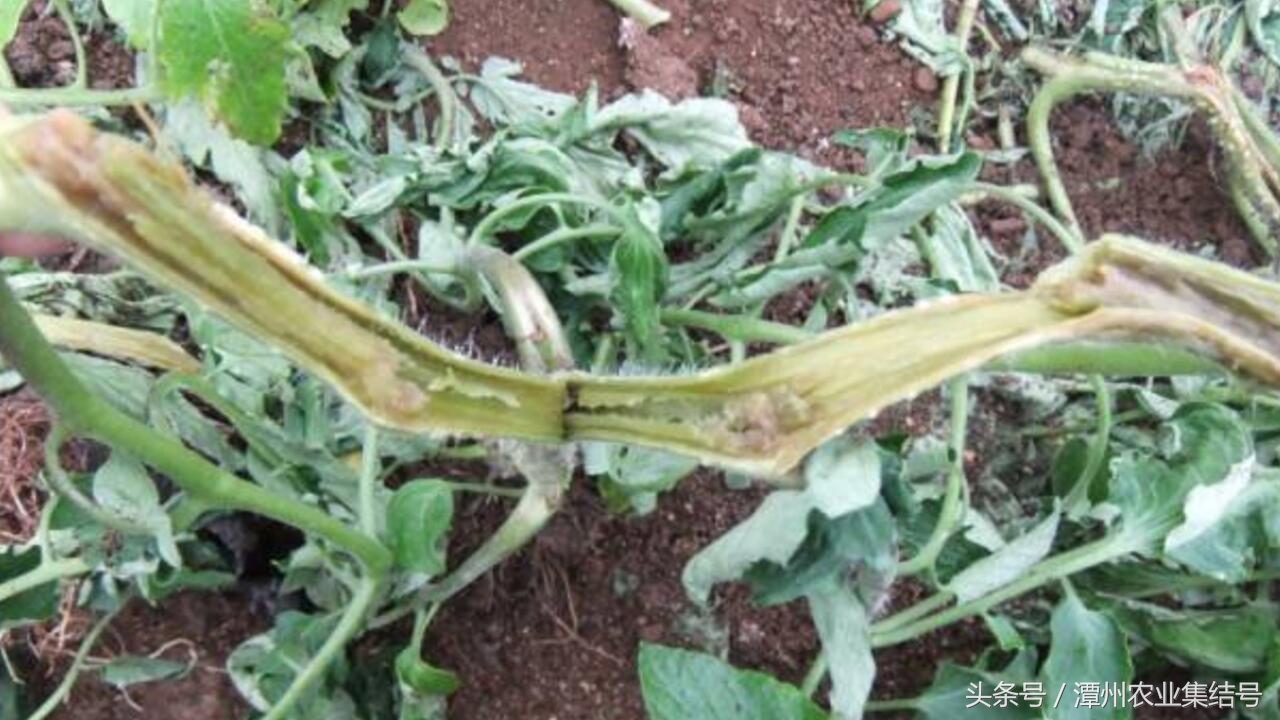 番茄细菌性髓部坏死病,番茄细菌性髓部坏死怎样防治