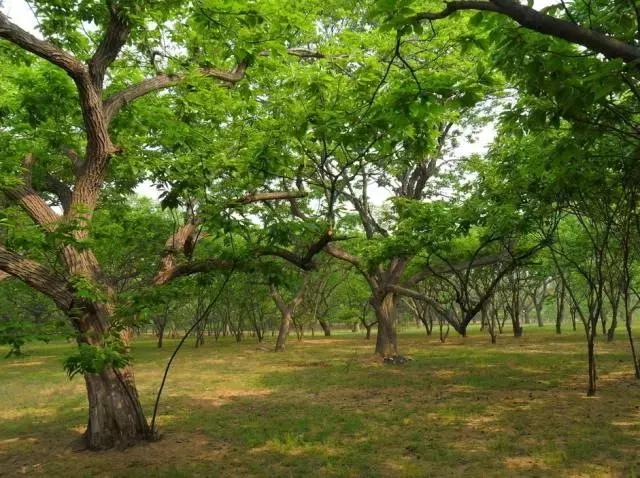 板栗树林旅游攻略,陕西板栗之乡风景图