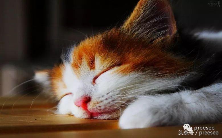 北京｜爱猫却不能亲近，于是她画出了一群萌猫