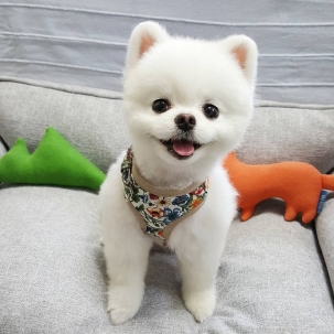 立耳的狗狗品种,狗狗品种大全视频