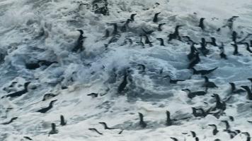 大卫爱登堡60年,大卫爱登堡中国