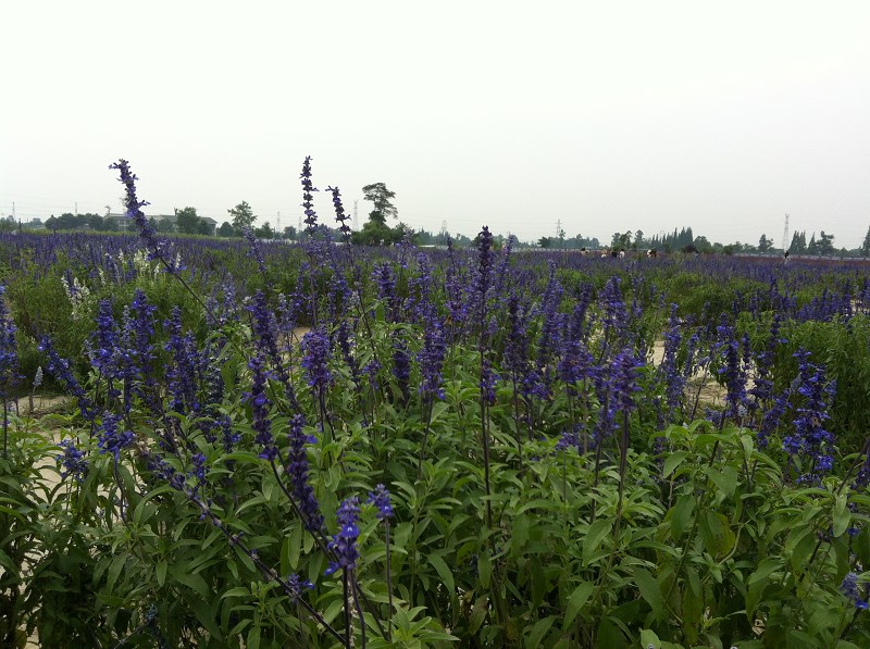 郫都区附近的农家乐和休闲农庄,郫都妈妈农庄照片