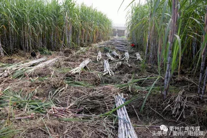 衢州这个地方，连空气都是甜甜的！