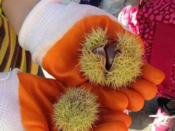 板栗树林旅游攻略,陕西板栗之乡风景图