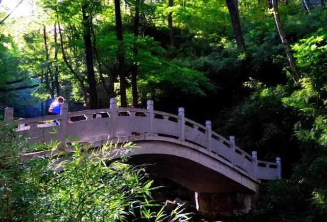 板栗树林旅游攻略,陕西板栗之乡风景图