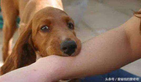 狗狗被大狗咬伤会应急吗,被自家狗狗咬伤了要打针吗