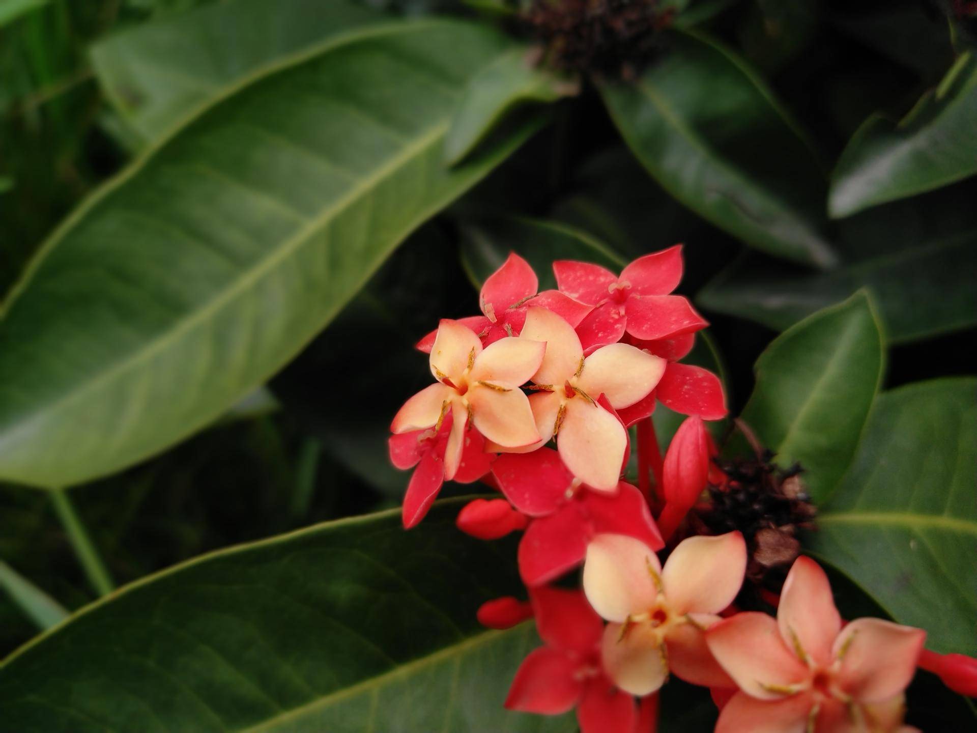 锤子坚果pro2深度体验,锤子坚果pro2上手测评