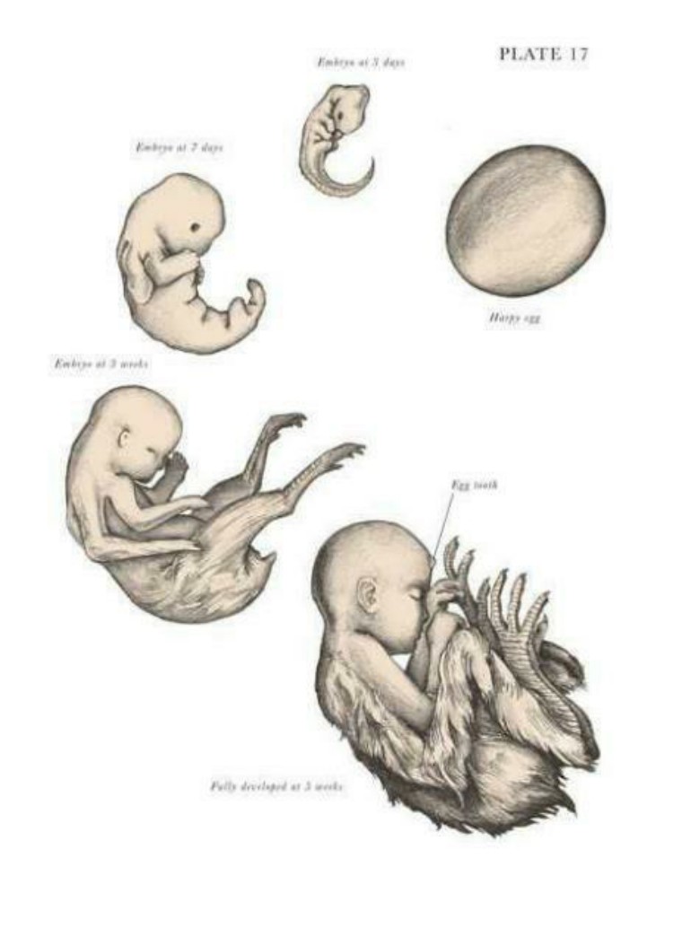 关于解剖美人鱼的电影解说,解剖美人鱼成功视频