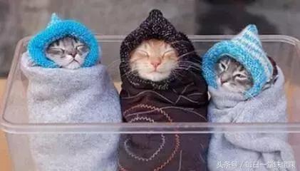 金瓷白蜜蜡值得买吗,金瓷白花蜜蜡值得买吗