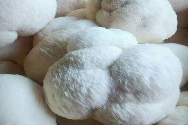 猴头菇鲜的价格,猴头菇野生和养殖价格区别