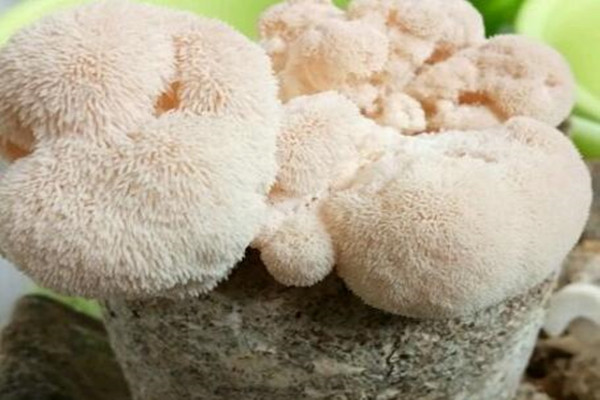 猴头菇鲜的价格,猴头菇野生和养殖价格区别