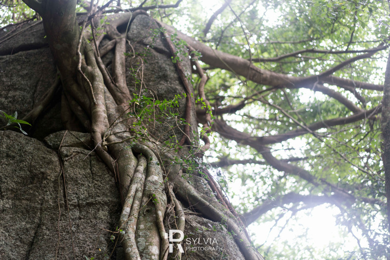 春节去三亚避寒攻略,冬天来三亚避寒