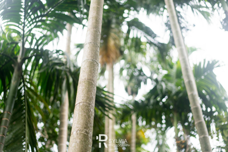 春节去三亚避寒攻略,冬天来三亚避寒