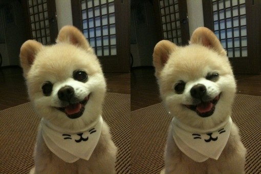 立耳的狗狗品种,狗狗品种大全视频