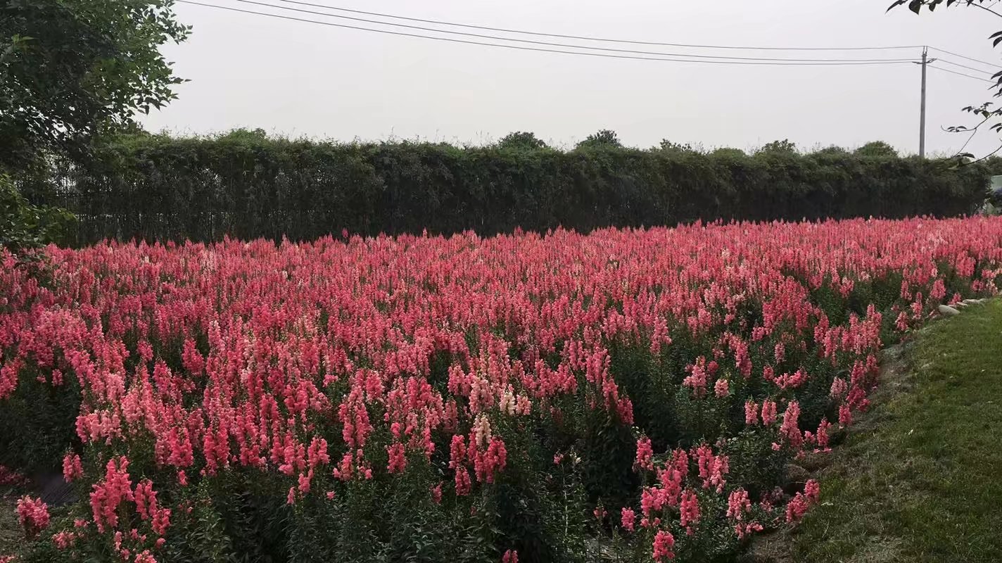 郫都区附近的农家乐和休闲农庄,郫都妈妈农庄照片