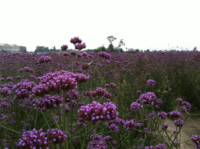 郫都区附近的农家乐和休闲农庄,郫都妈妈农庄照片