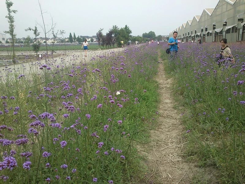 郫都区附近的农家乐和休闲农庄,郫都妈妈农庄照片