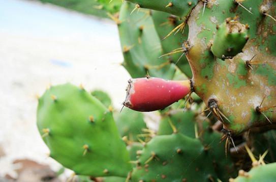 阿刚美食记,阿刚美食家常菜