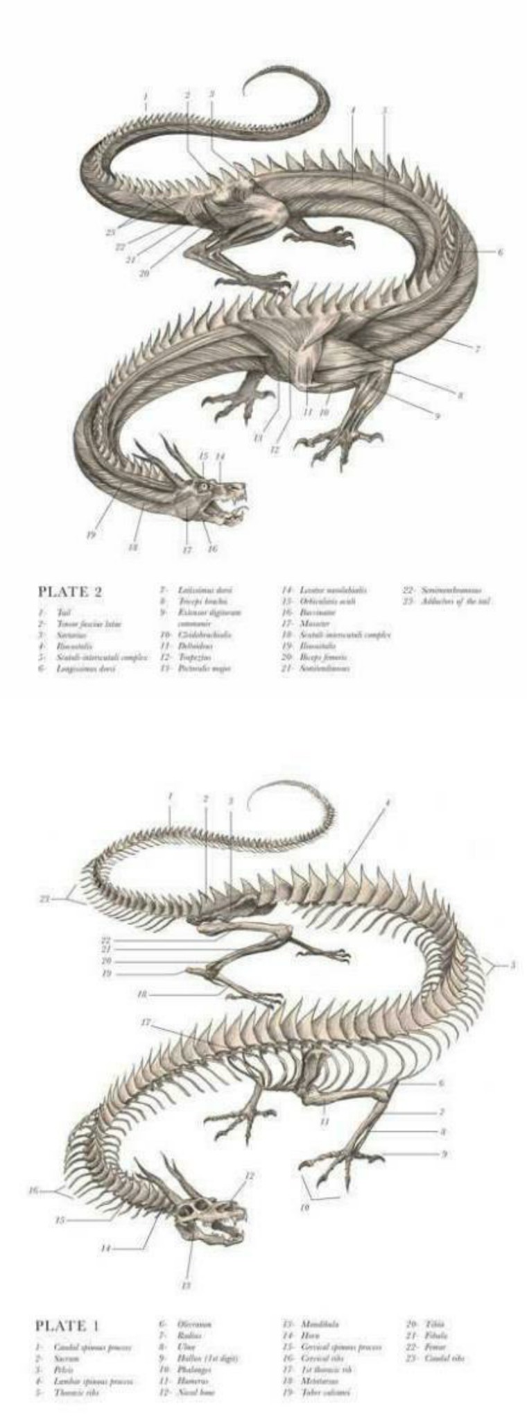 关于解剖美人鱼的电影解说,解剖美人鱼成功视频