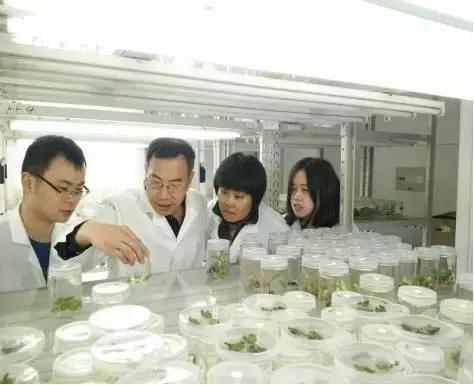 白芨的人工栽培方法论文,舒志明视频