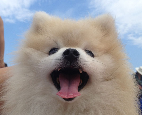 每日一读狗狗品种罗威纳犬,每日一读毛选