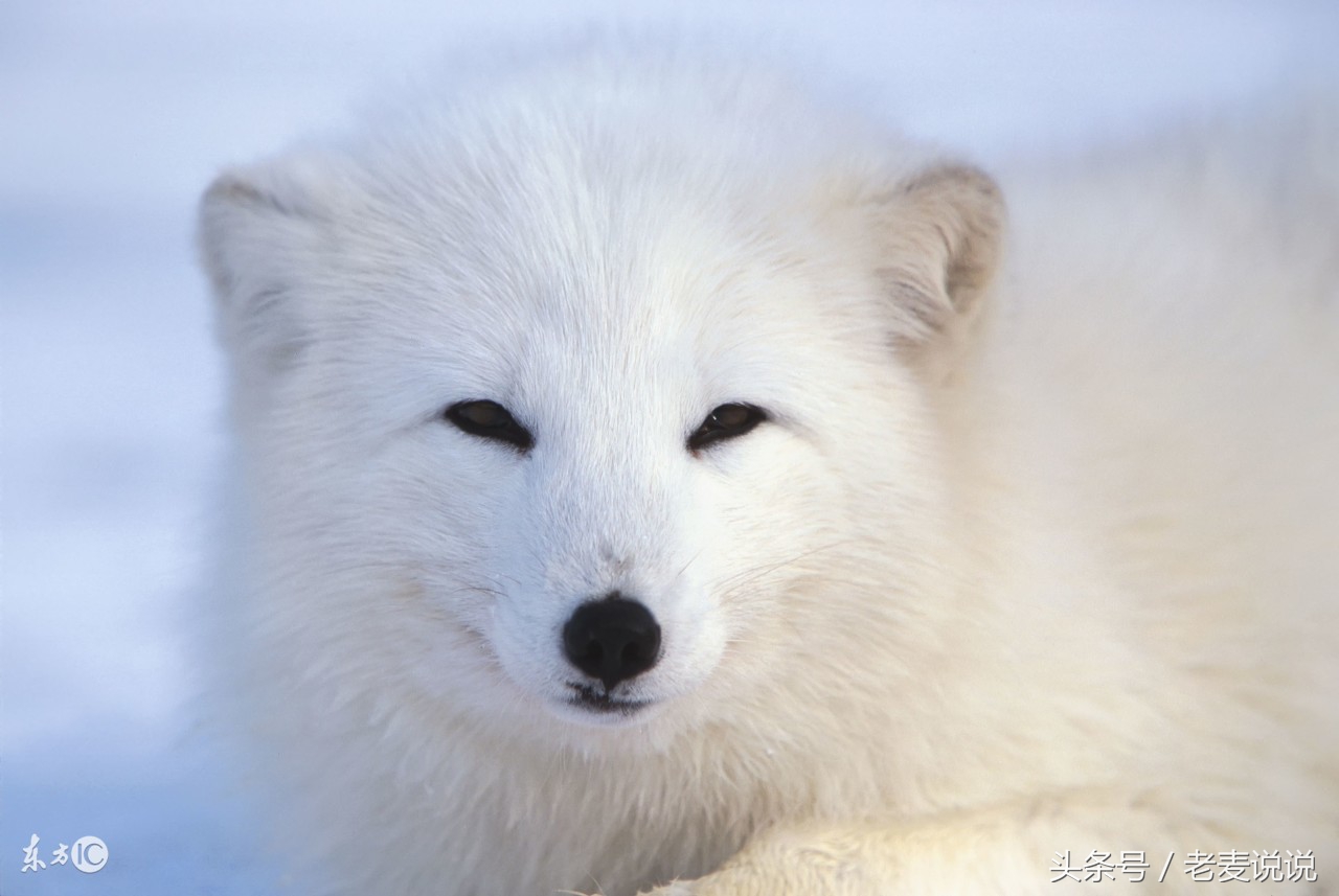 出马仙修行需要的条件,出马仙弟子出马前有哪些磨难