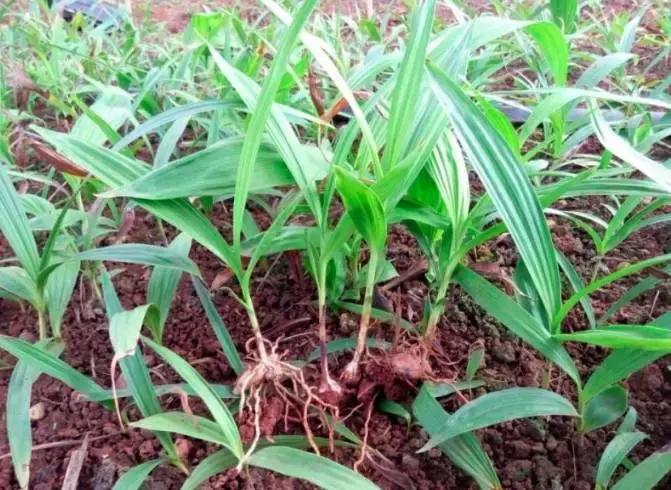 白芨的人工栽培方法论文,舒志明视频