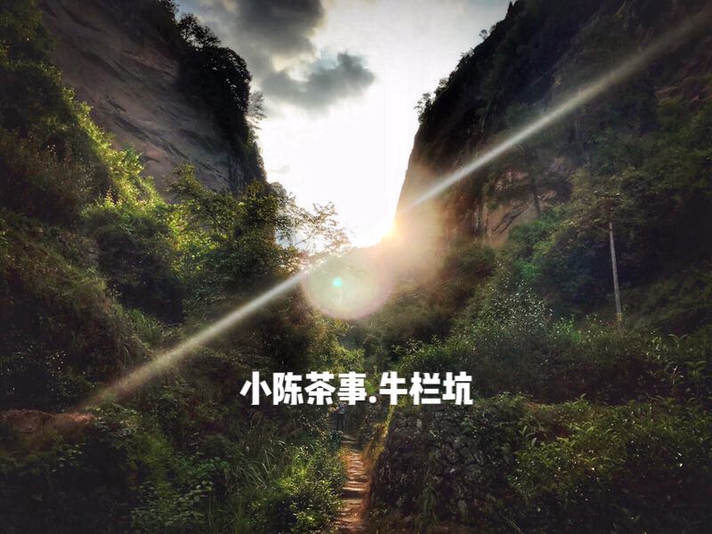 武夷红茶适合什么壶型冲泡,大红袍肉桂水仙适合什么紫砂壶泡